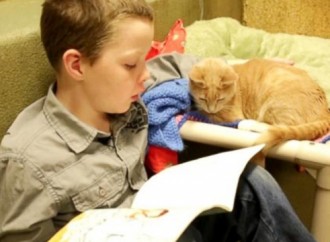 Purr-Fect Companions: Program Pairs Cats With Kids Learning to Read