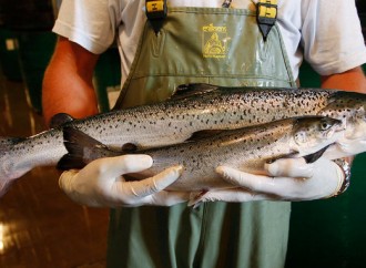 Genetically engineered salmon approved for consumption