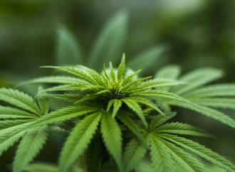 UCI awarded $9 million grant to determine the long-term effects of cannabis on adolescents