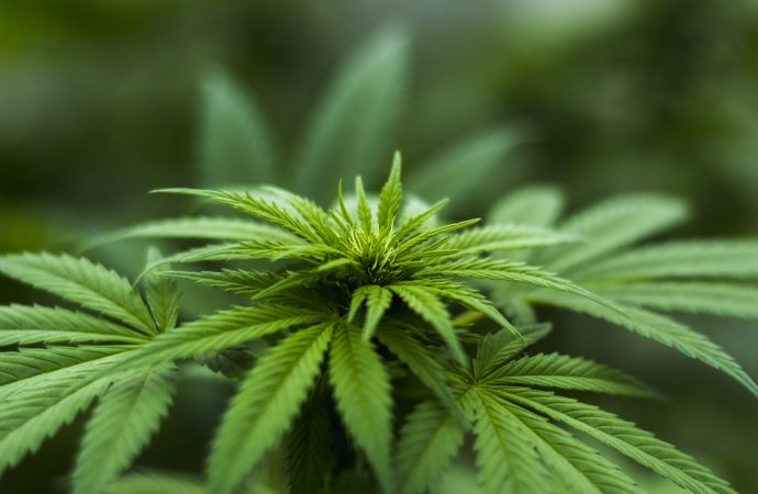 UCI awarded $9 million grant to determine the long-term effects of cannabis on adolescents