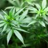 Cannabis use associated with higher risk of heart attack and stroke, study finds